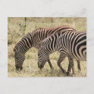 zebra grazing postcard