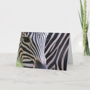 Zebra Greeting Card