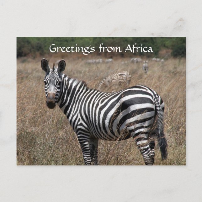 zebra greetings postcard (Front)