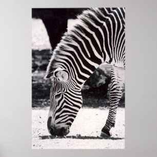 Zebra head - black and white poster