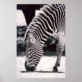 Zebra head - black and white poster