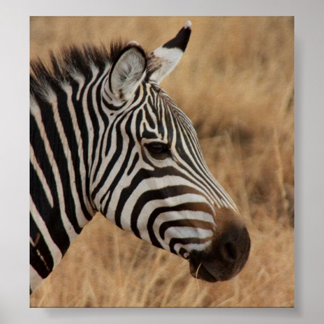 Zebra Head Poster (Front)
