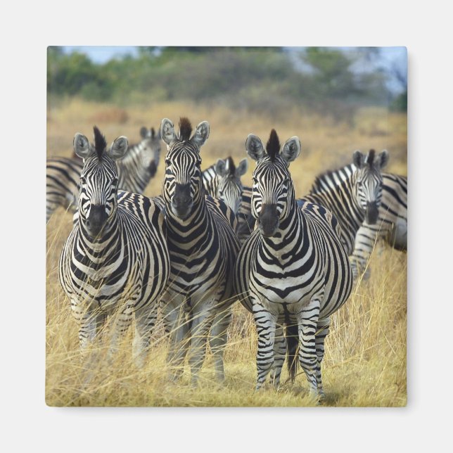 Zebra Herd Magnet (Front)