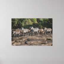 Zebra Herd Natural African Setting Metal Print