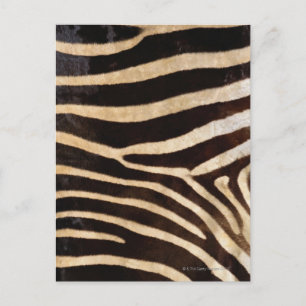 Zebra Hide 2 Postcard