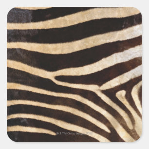 Zebra Hide 2 Square Sticker