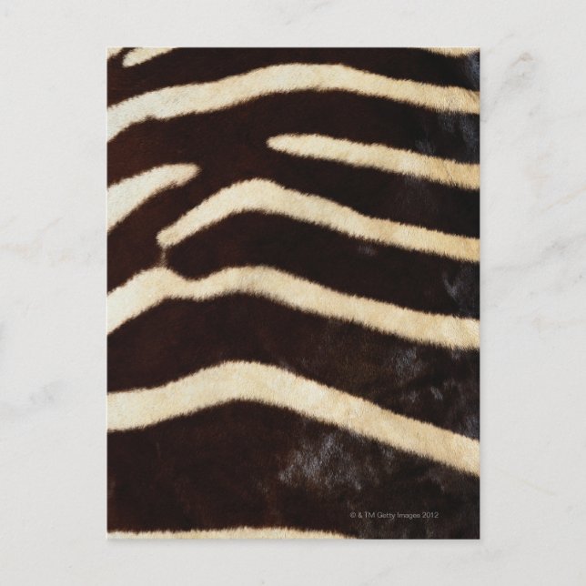 Zebra Hide Postcard (Front)