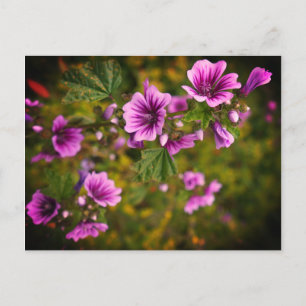 Zebra Hollyhock Flowers #2 Postcard