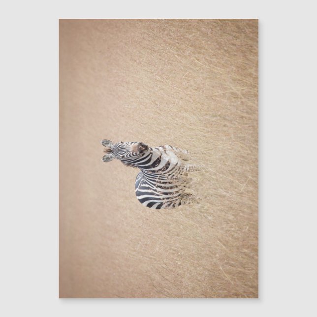 Zebra in high grass (Front)