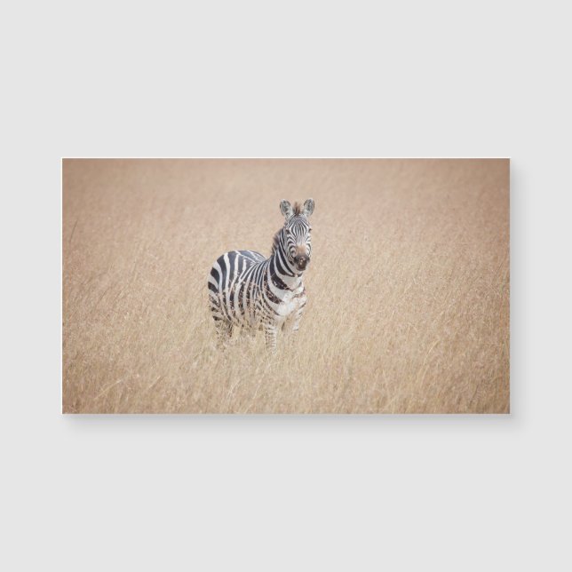 Zebra in high grass (Front)