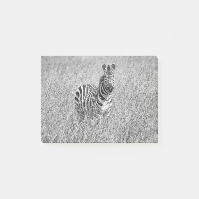 Zebra in high grass post-it notes (Front)