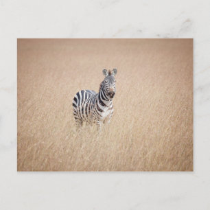 Zebra in high grass postcard