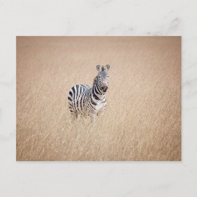 Zebra in high grass postcard (Front)