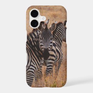 Zebra in Kenya