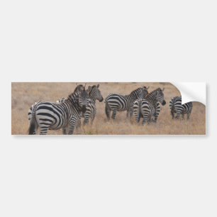 Zebra in Kenya Bumper Sticker