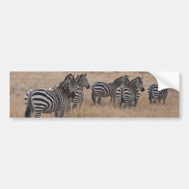 Zebra in Kenya Bumper Sticker (Front)