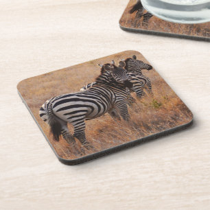 Zebra in Kenya Coaster