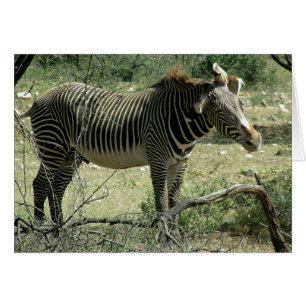 Zebra in Motion