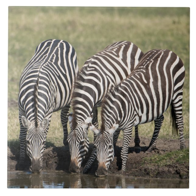 Zebra In Natural African Setting Ceramic Tile (Front)