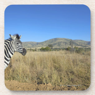 Zebra in open plain, Pilansberg National Park, Coaster