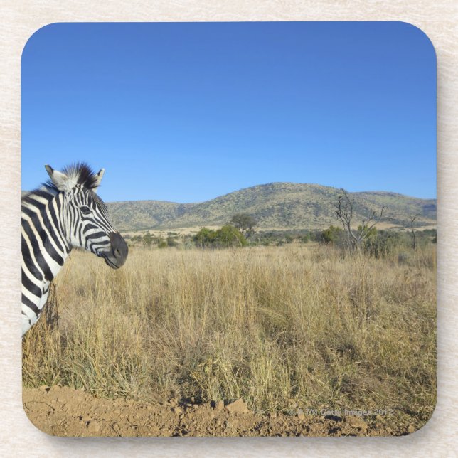 Zebra in open plain, Pilansberg National Park, Coaster (Front)