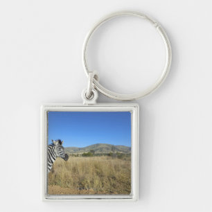 Zebra in open plain, Pilansberg National Park, Key Ring