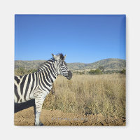 Zebra in open plain, Pilansberg National Park,