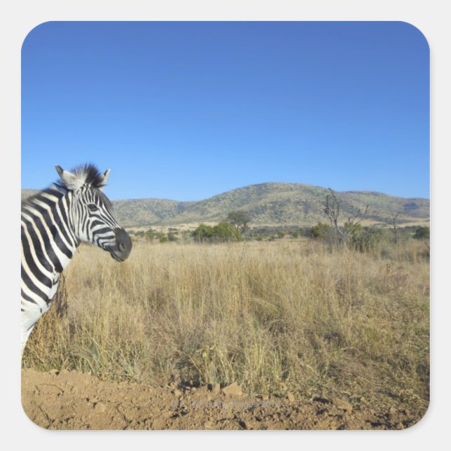 Zebra in open plain, Pilansberg National Park, Square Sticker (Front)