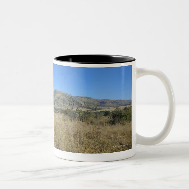 Zebra in open plain, Pilansberg National Park, Two-Tone Coffee Mug (Right)