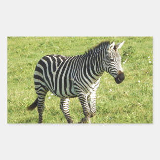 zebra in Serengeti.,Ngorongoro Crater Rectangular Sticker
