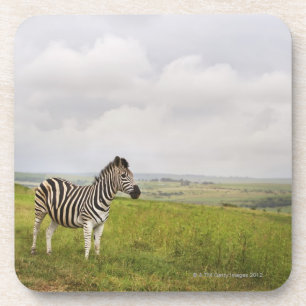 Zebra in the countryside, South Africa Coaster