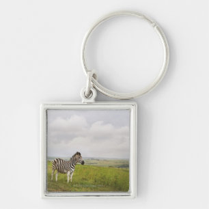 Zebra in the countryside, South Africa Key Ring