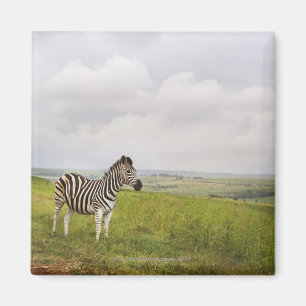 Zebra in the countryside, South Africa Magnet