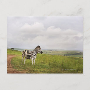 Zebra in the countryside, South Africa Postcard