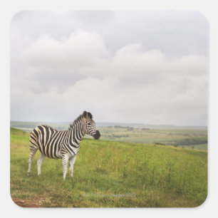 Zebra in the countryside, South Africa Square Sticker