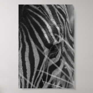 Zebra in the Grass Poster