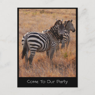 Zebra Invitation Postcard