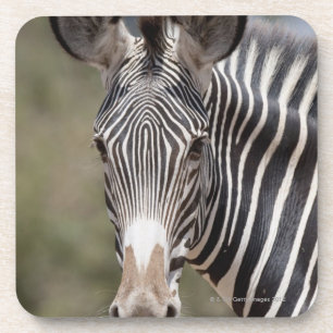 Zebra, Kenya, Africa Coaster