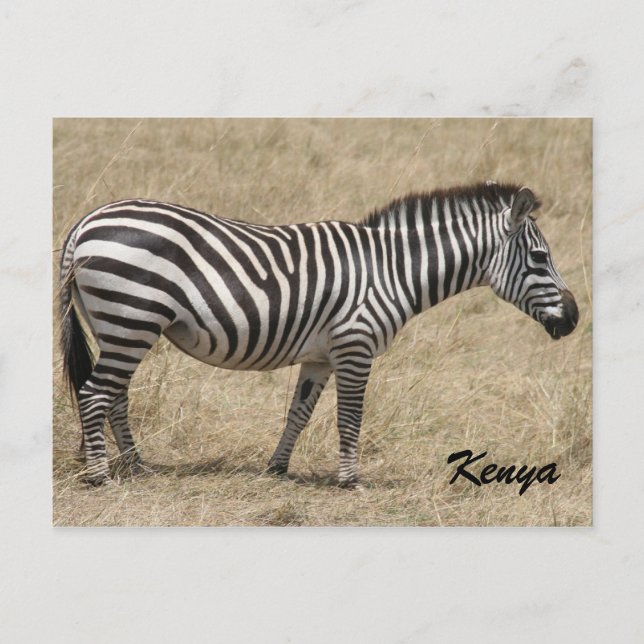 zebra kenya postcard (Front)