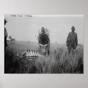 Zebra Killed by Natives in Africa Photograph Poster