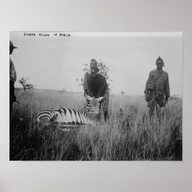 Zebra Killed by Natives in Africa Photograph Poster (Front)