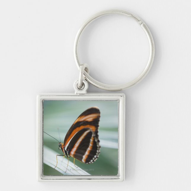 Zebra Long Wing Butterfly Key Ring (Front)