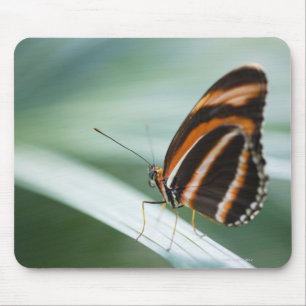 Zebra Long Wing Butterfly Mouse Pad
