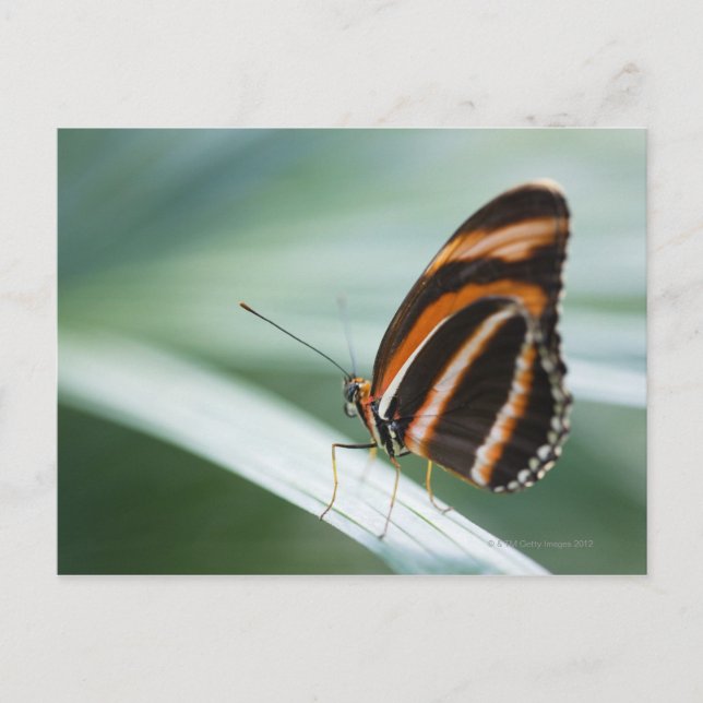 Zebra Long Wing Butterfly Postcard (Front)