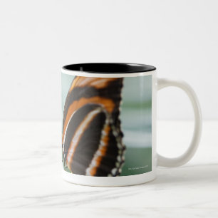 Zebra Long Wing Butterfly Two-Tone Coffee Mug
