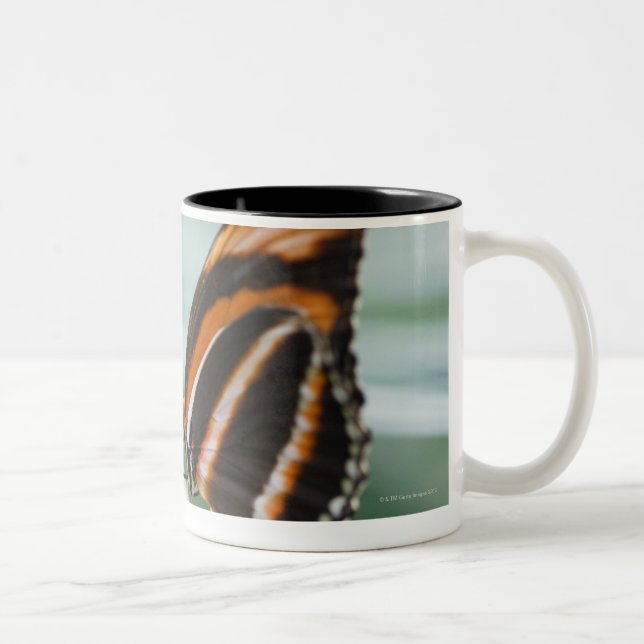 Zebra Long Wing Butterfly Two-Tone Coffee Mug (Right)