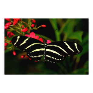 Zebra Long-Wing on flowers Photo Print