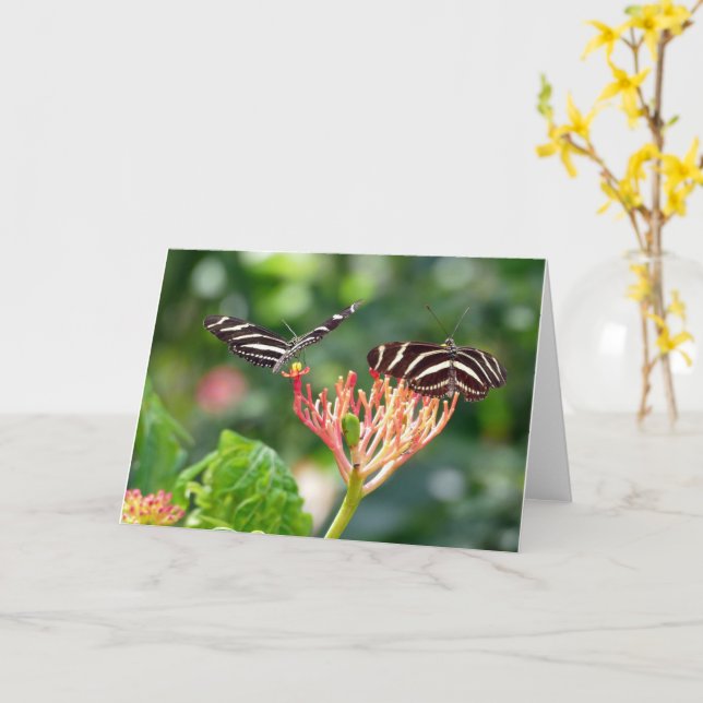 Zebra Longwing Butterflies, FL - card  (Yellow Flower)