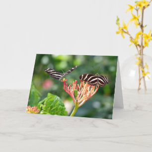 Zebra Longwing Butterflies, FL - card 