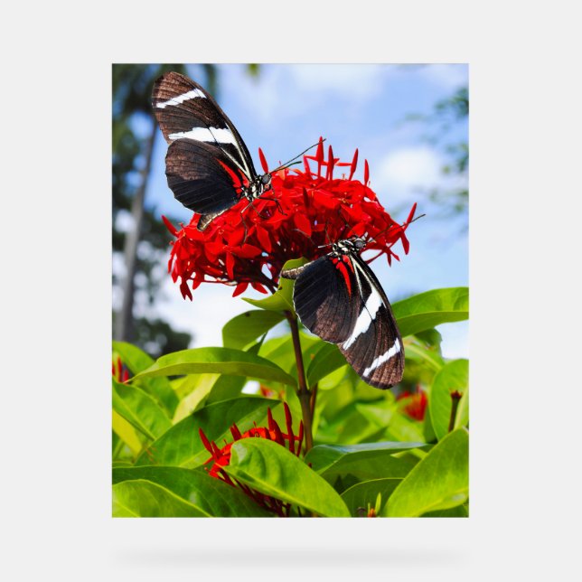 Zebra longwing butterflies on red flowers acrylic sign (Front)